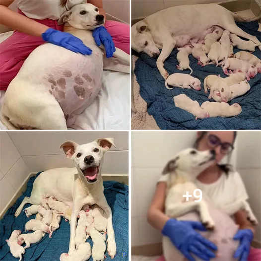 “From Stranded to Safe Haven: Pregnant Dog Rescued and Gives Birth to 14 Adorable Pups”