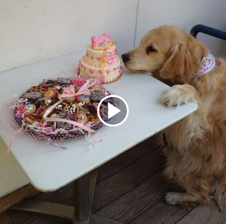 A Tear-Jerking Moment: Dog Celebrates Long-Awaited 15th Birthday with a Cake