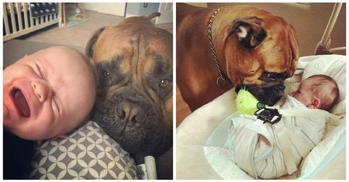 Canine Comfort: A Dog’s Heartwarming Response to a Crying Infant