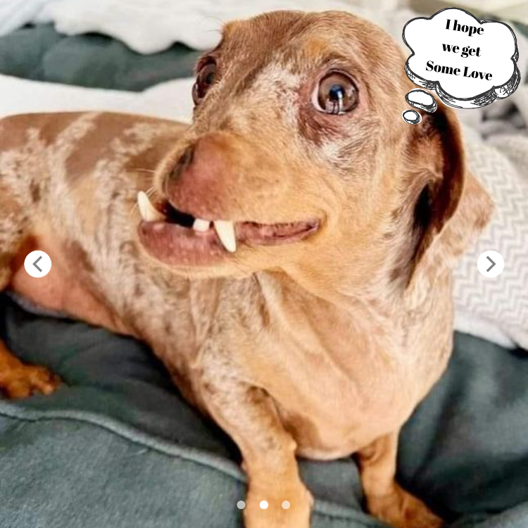 “The Strange Dog with Unique Teeth: From Abandonment to Becoming a Loyal Friend”